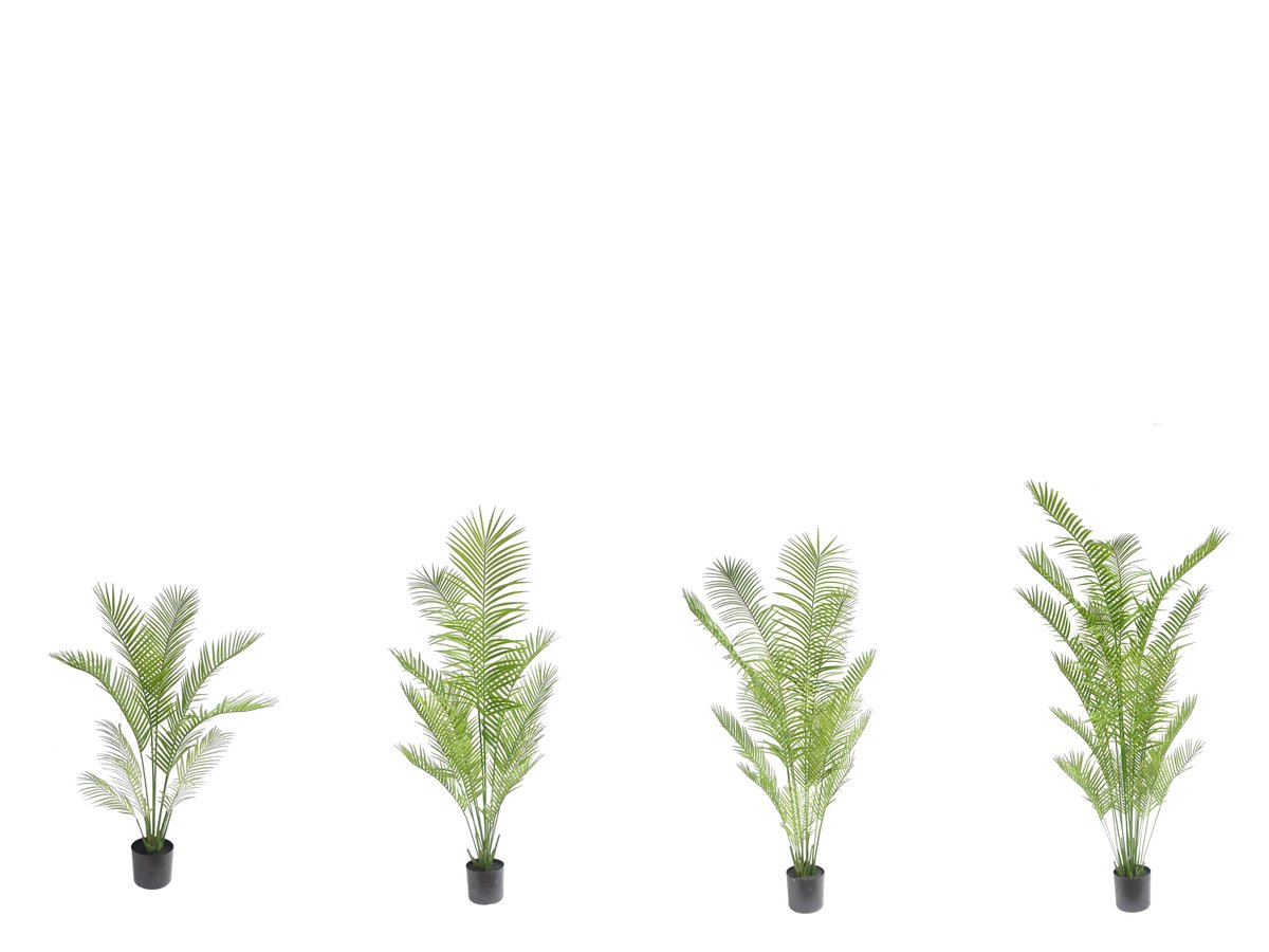 Hawaii Palm