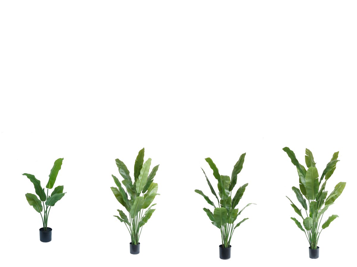 Banana Plant