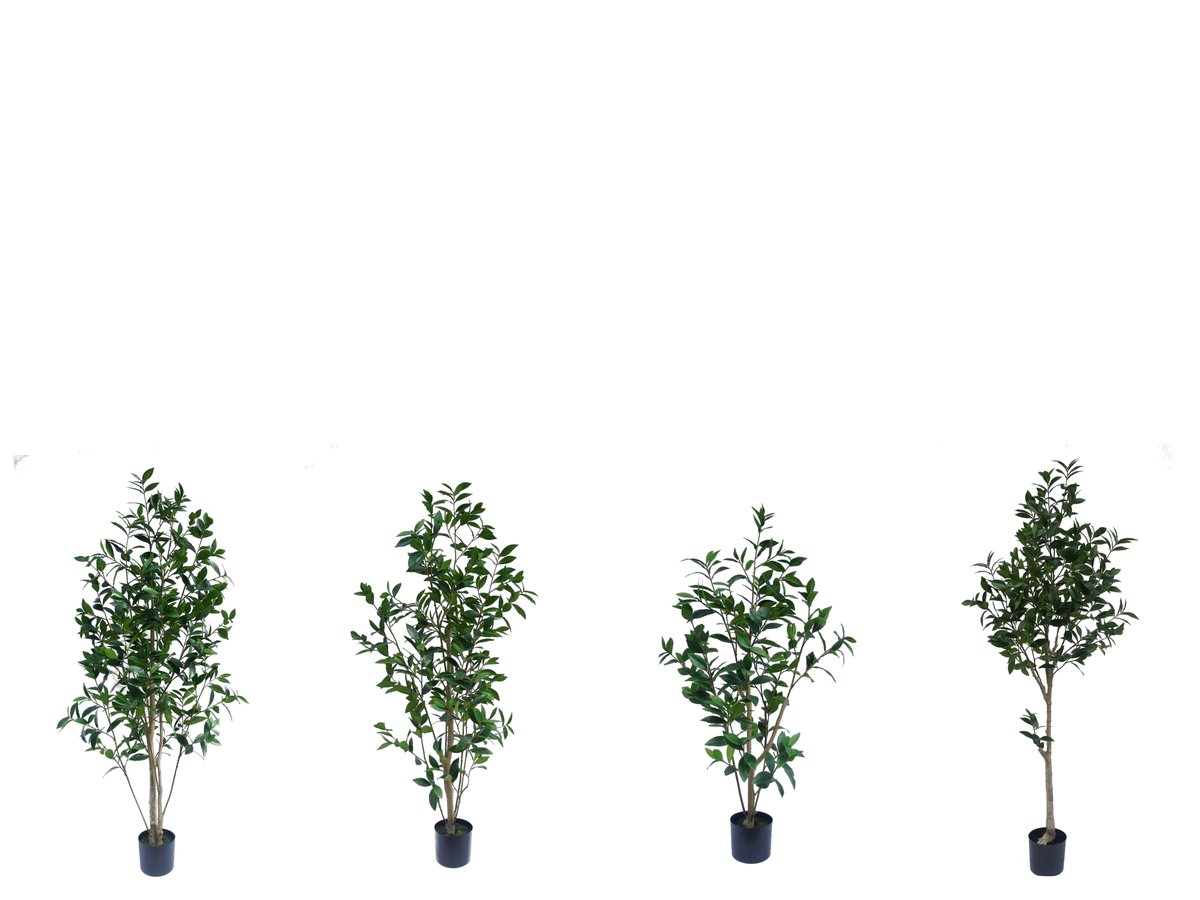 Bay Laurel