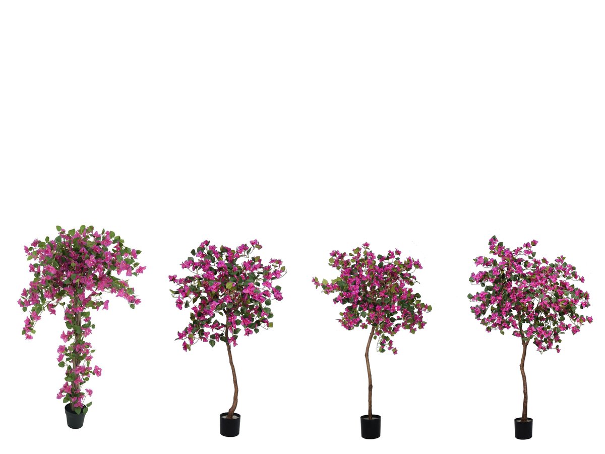 Bougainvillea