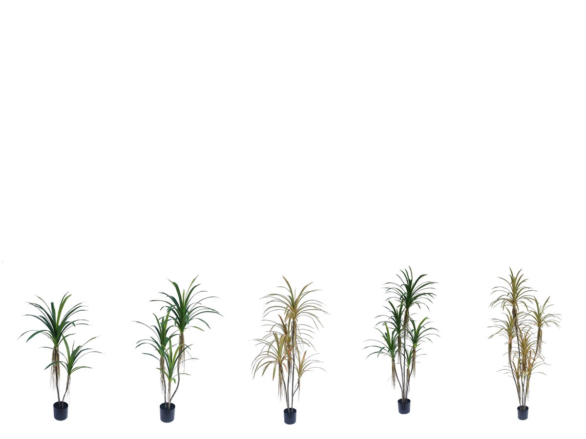 Dracaena