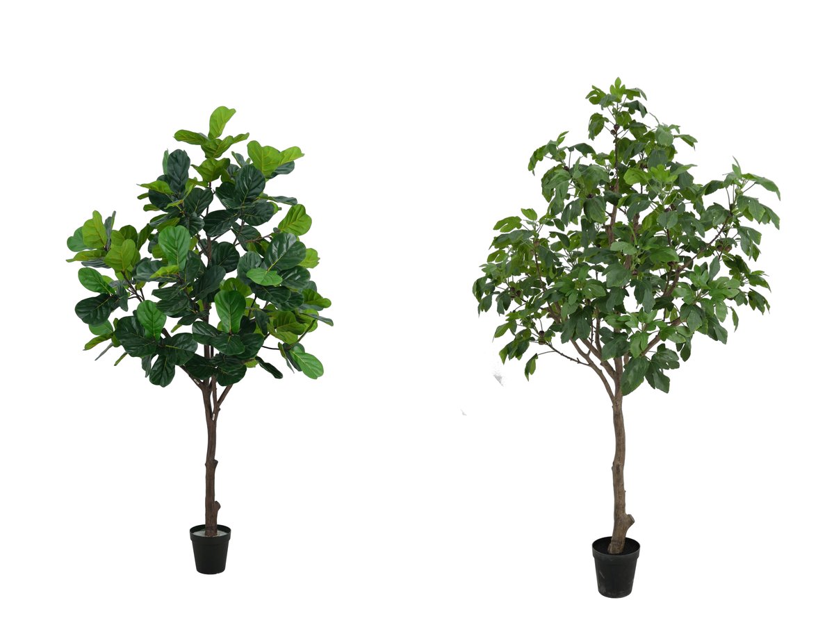 Ficus Lyrata