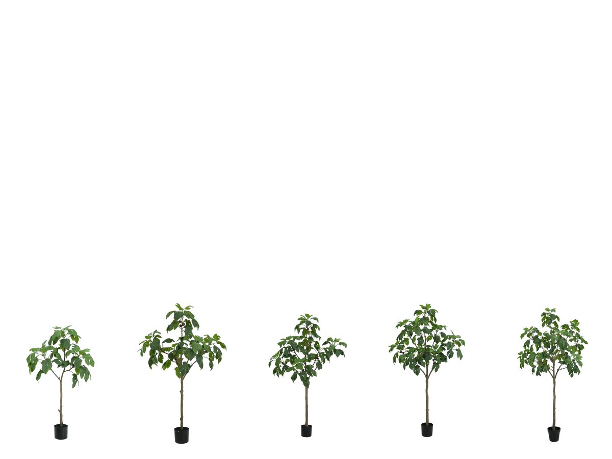 Fig Tree