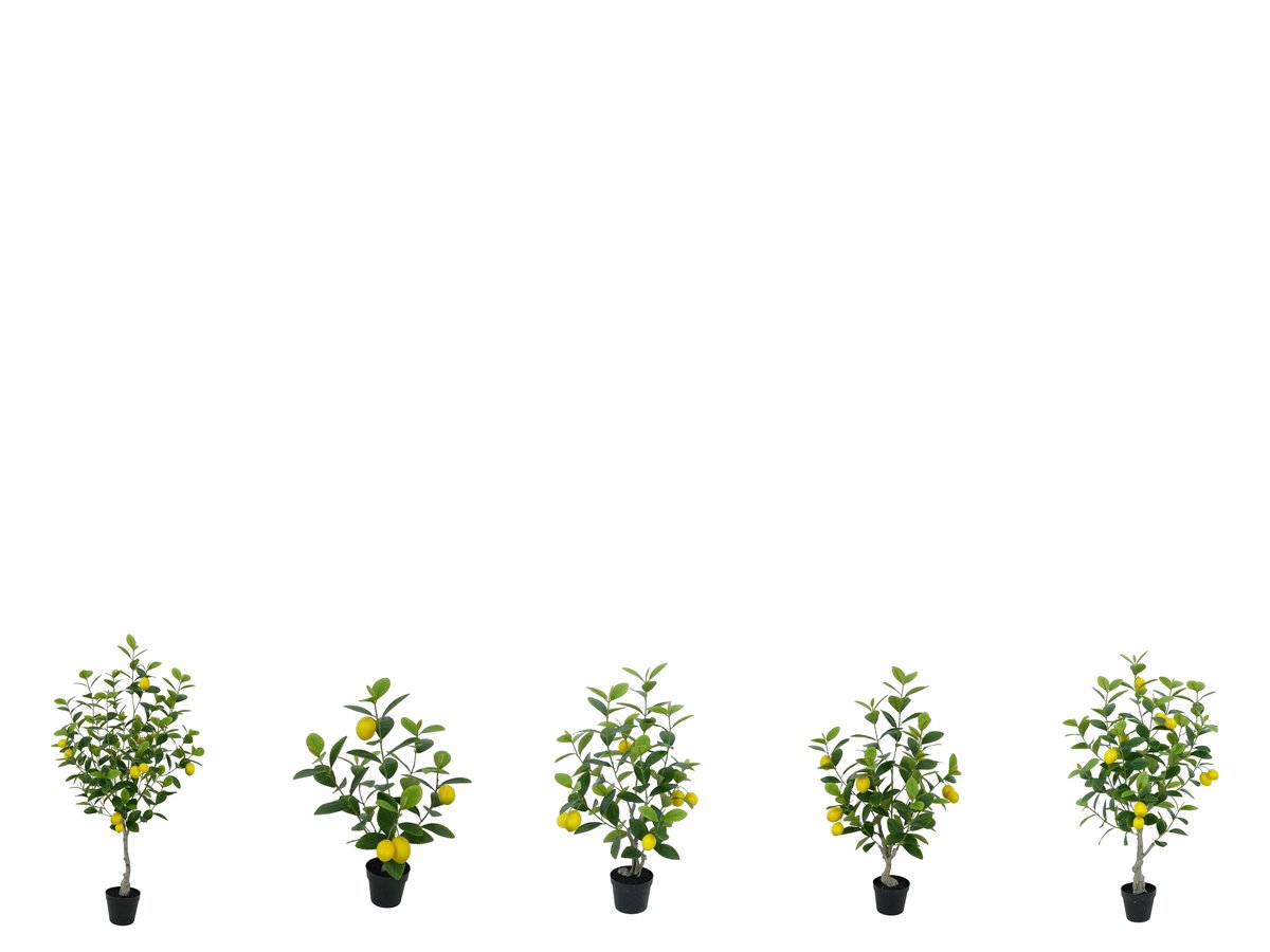 Lemon Tree
