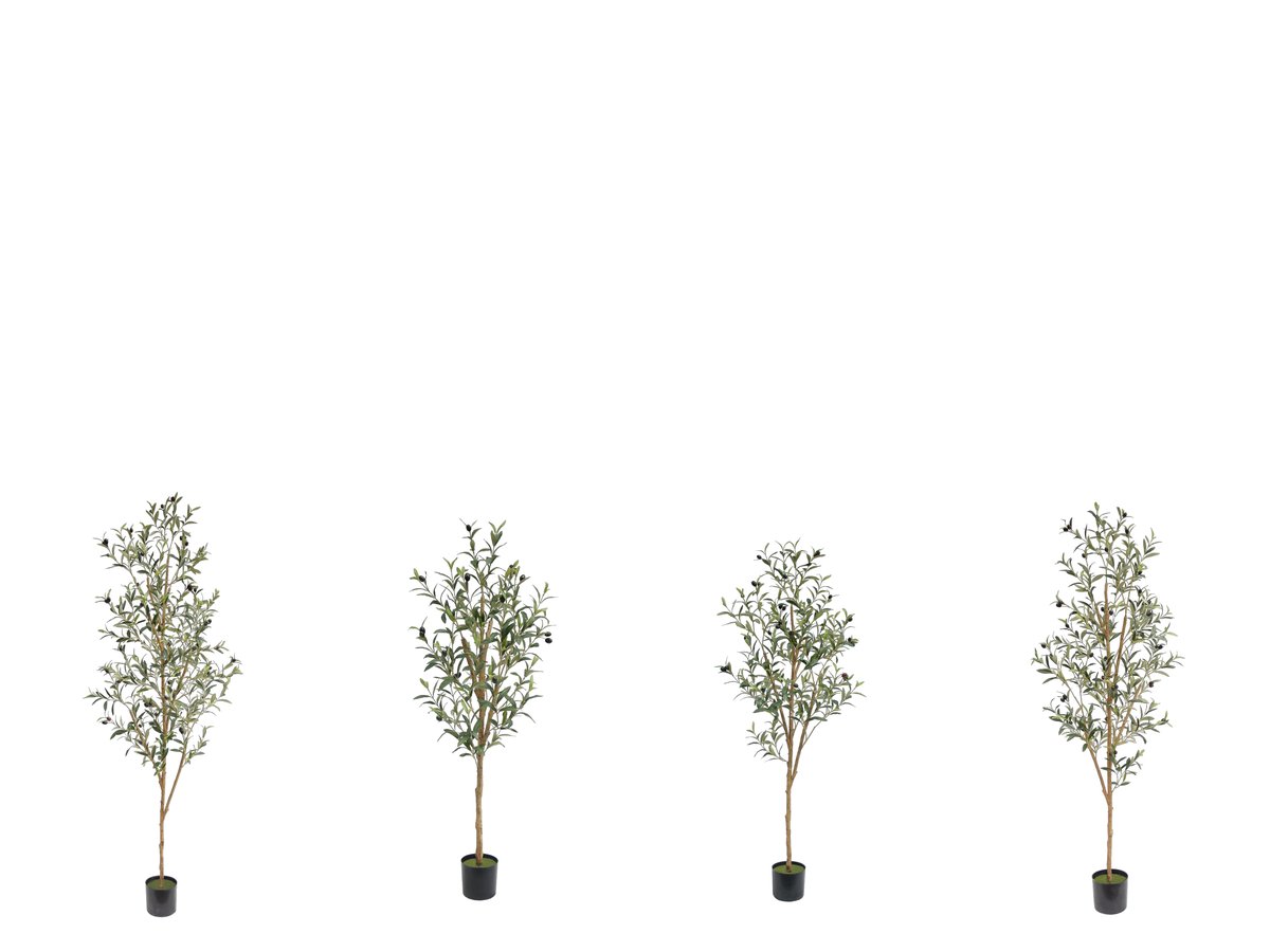 Olive Tree