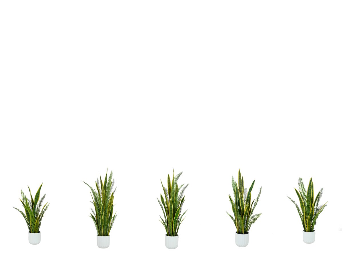 Snake Plant