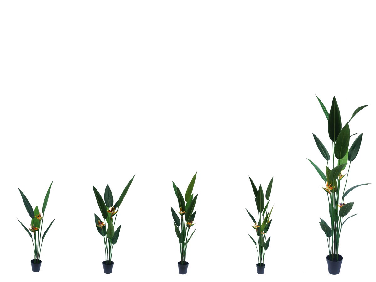 Bird of Paradise