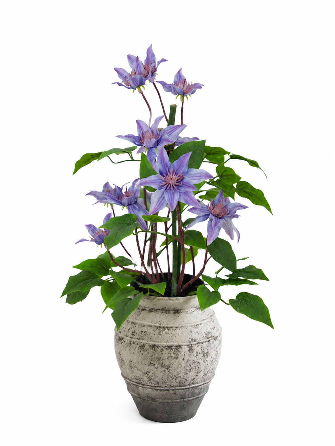 clematis