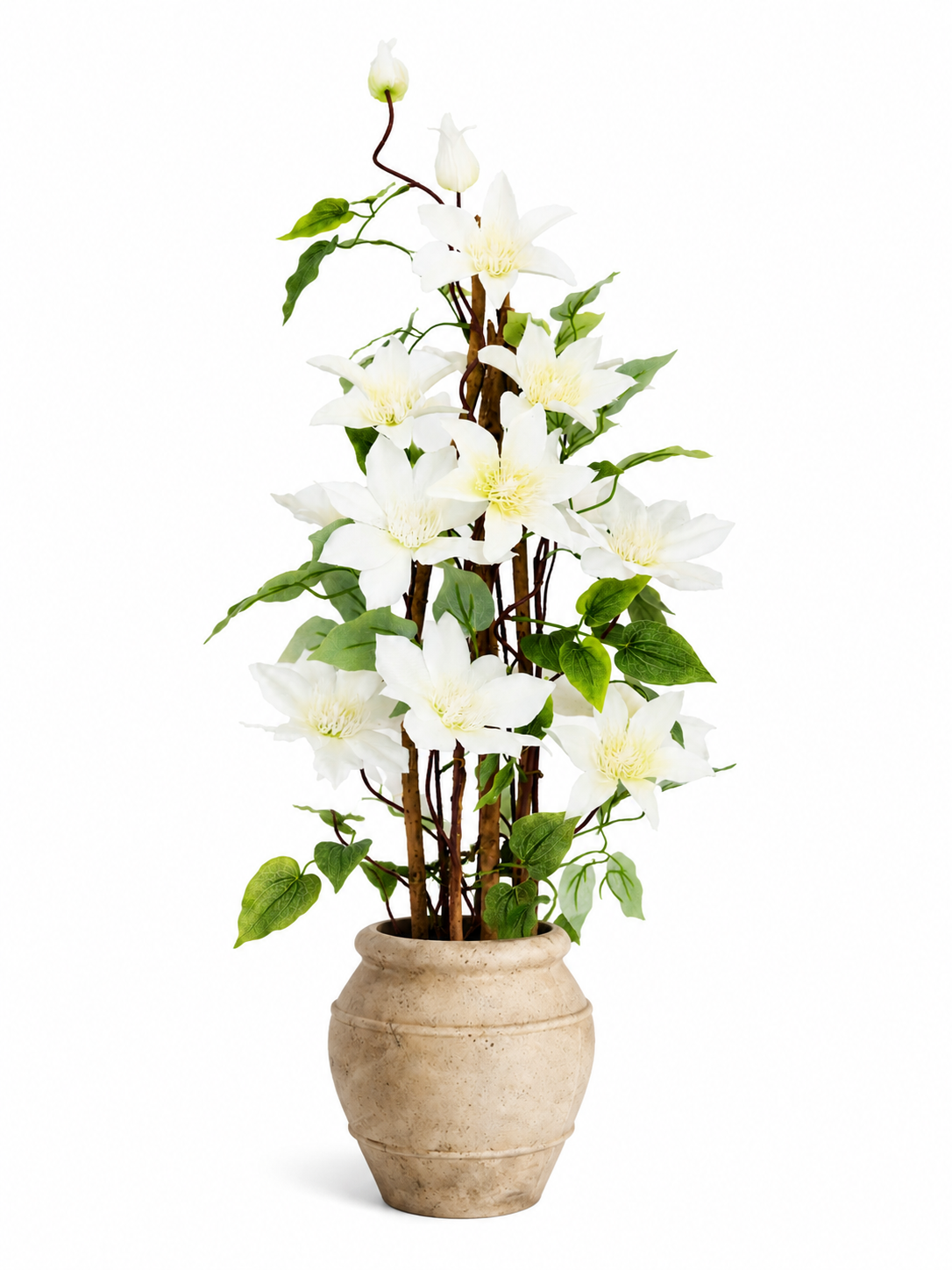 clematis