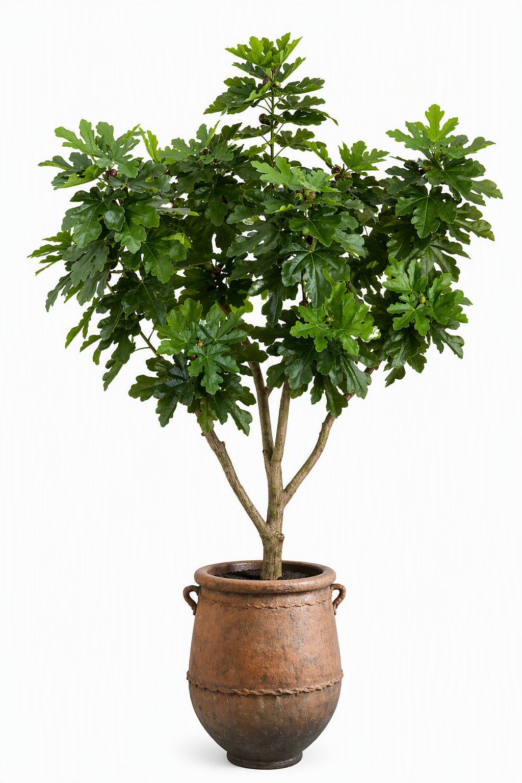 ficus