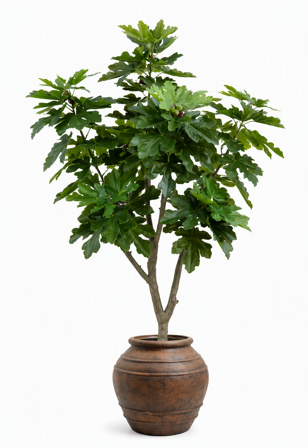 ficus