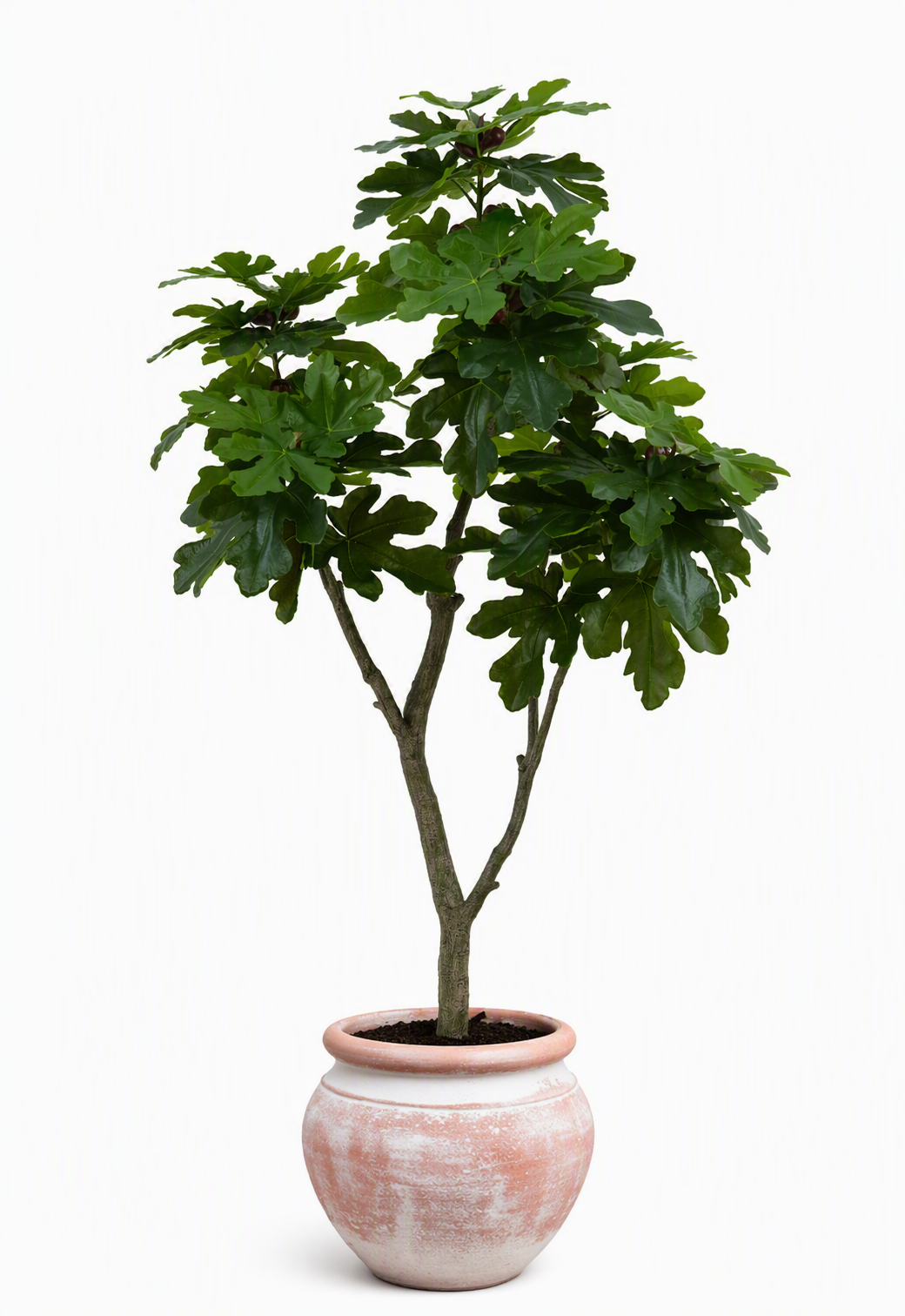 ficus