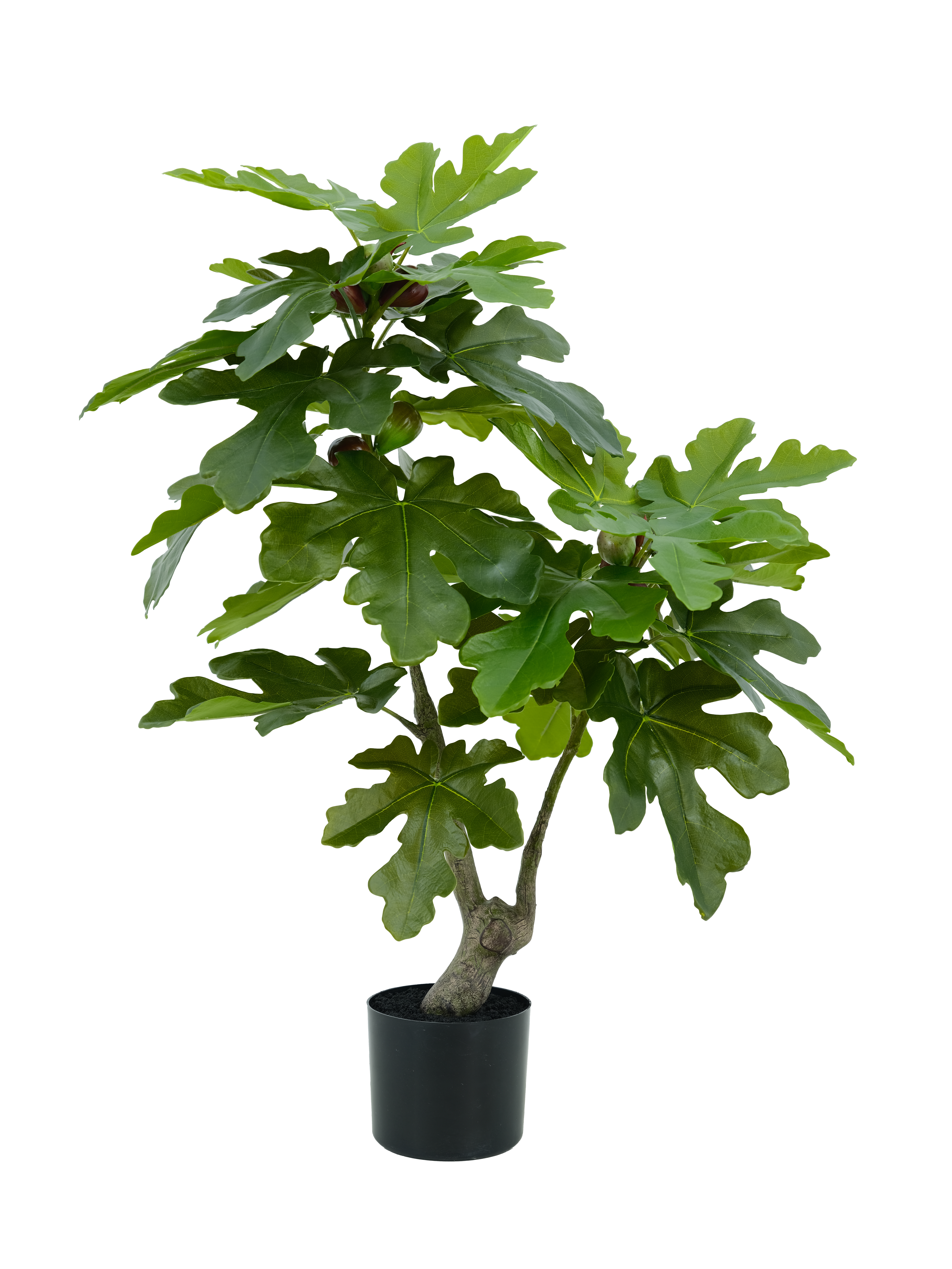 ficus