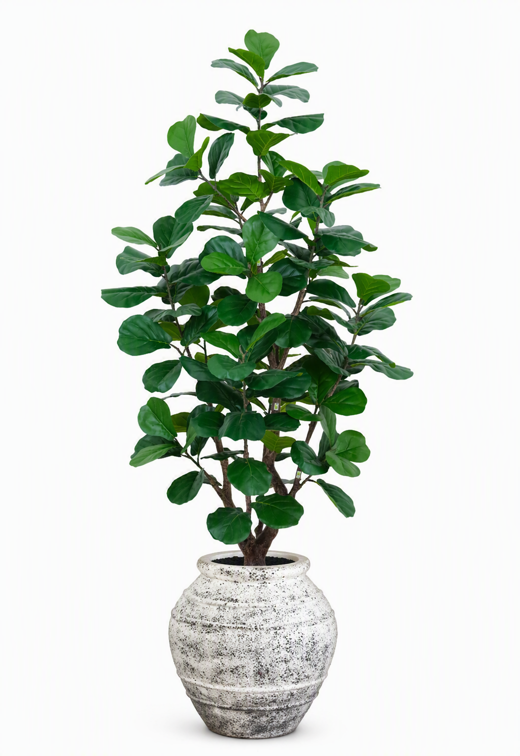 fiddle_leaf