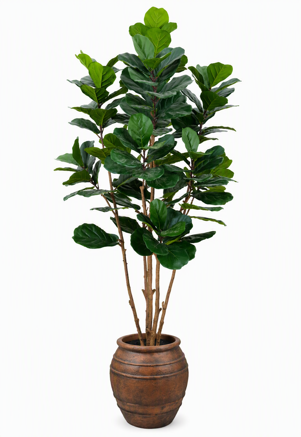 fiddle_leaf