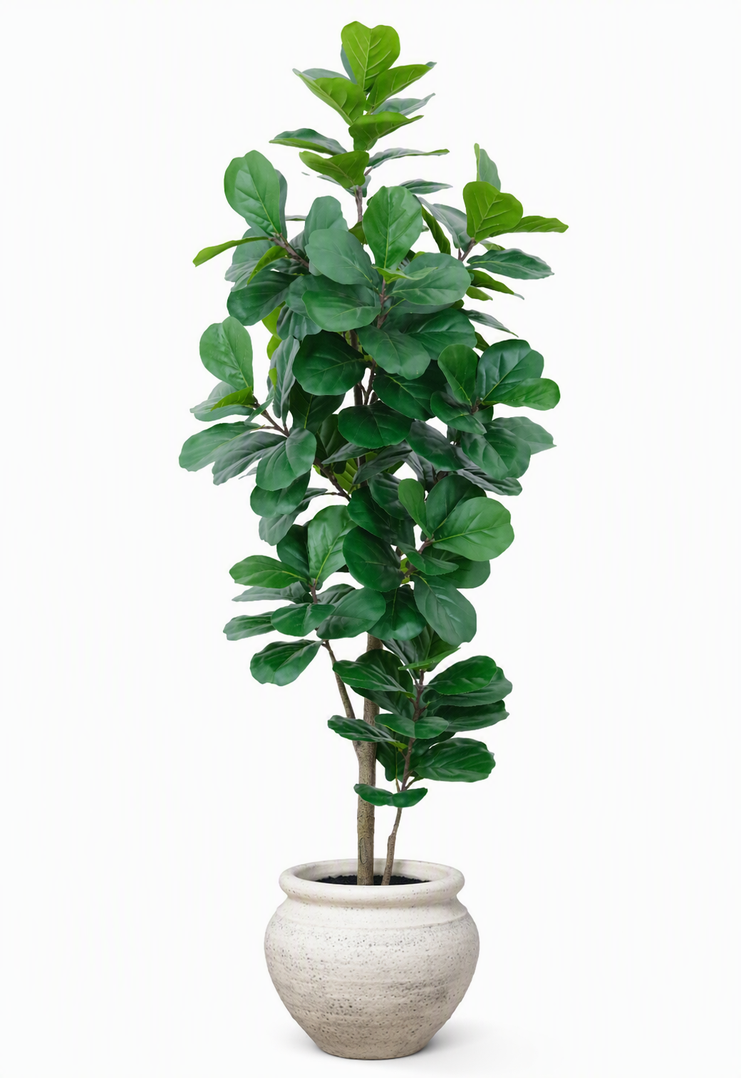 fiddle_leaf