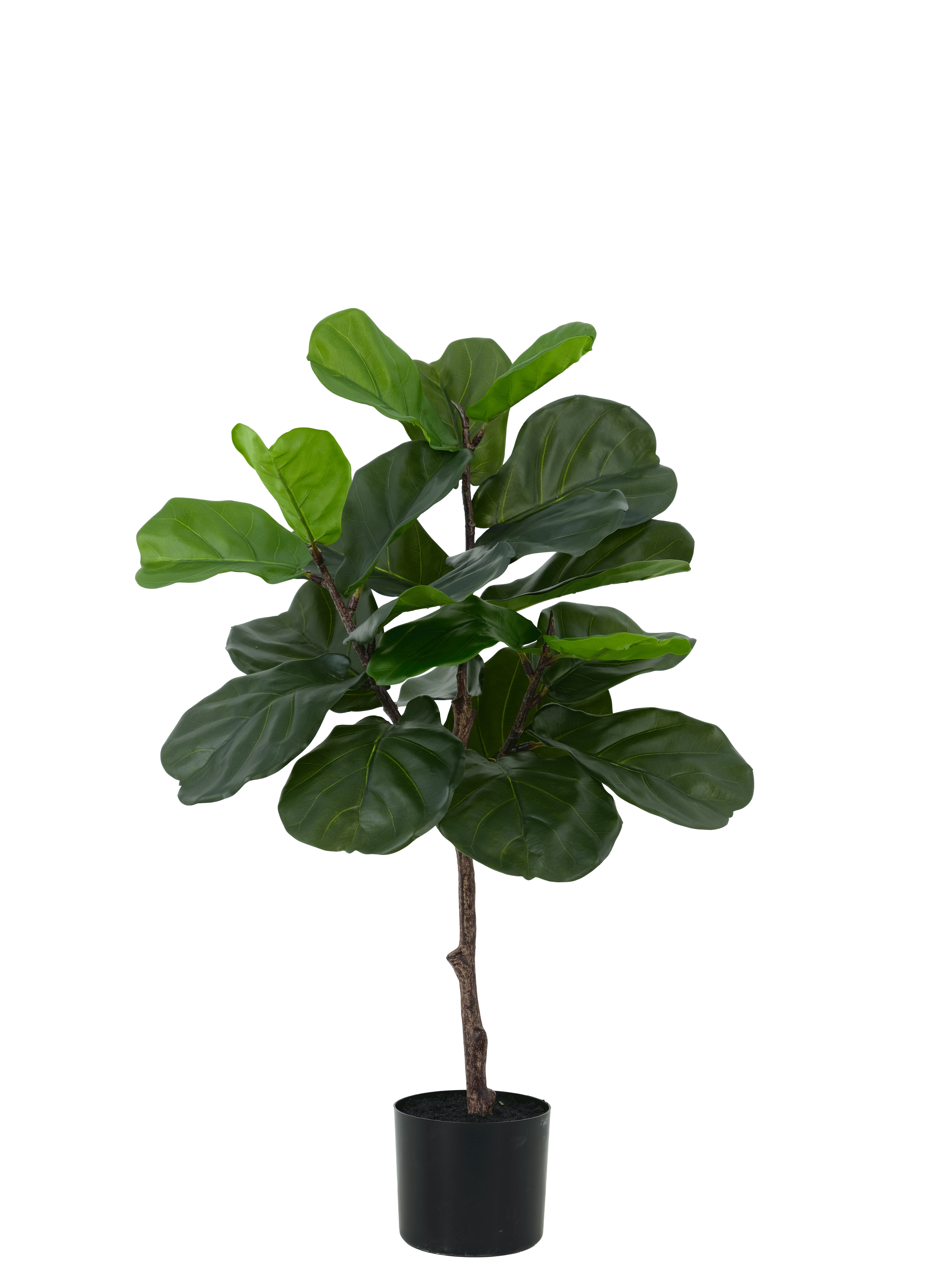 fiddle_leaf