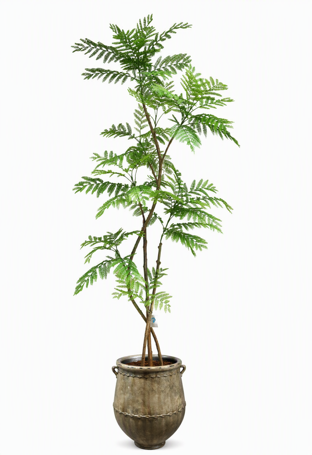 jacaranda