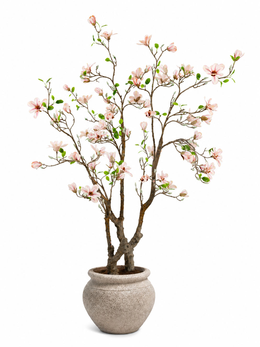 magnolia