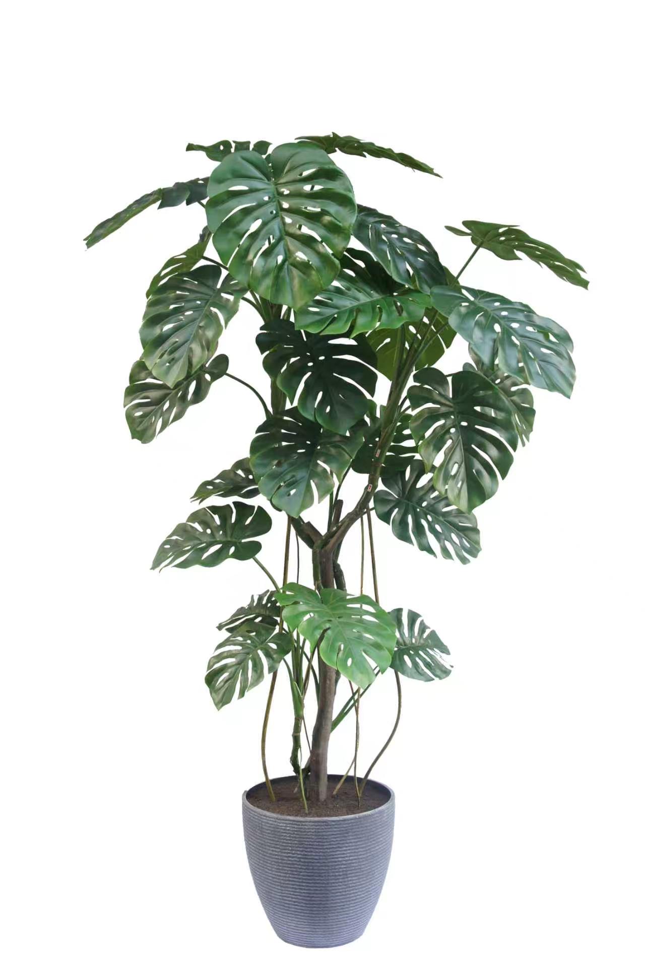 monstera