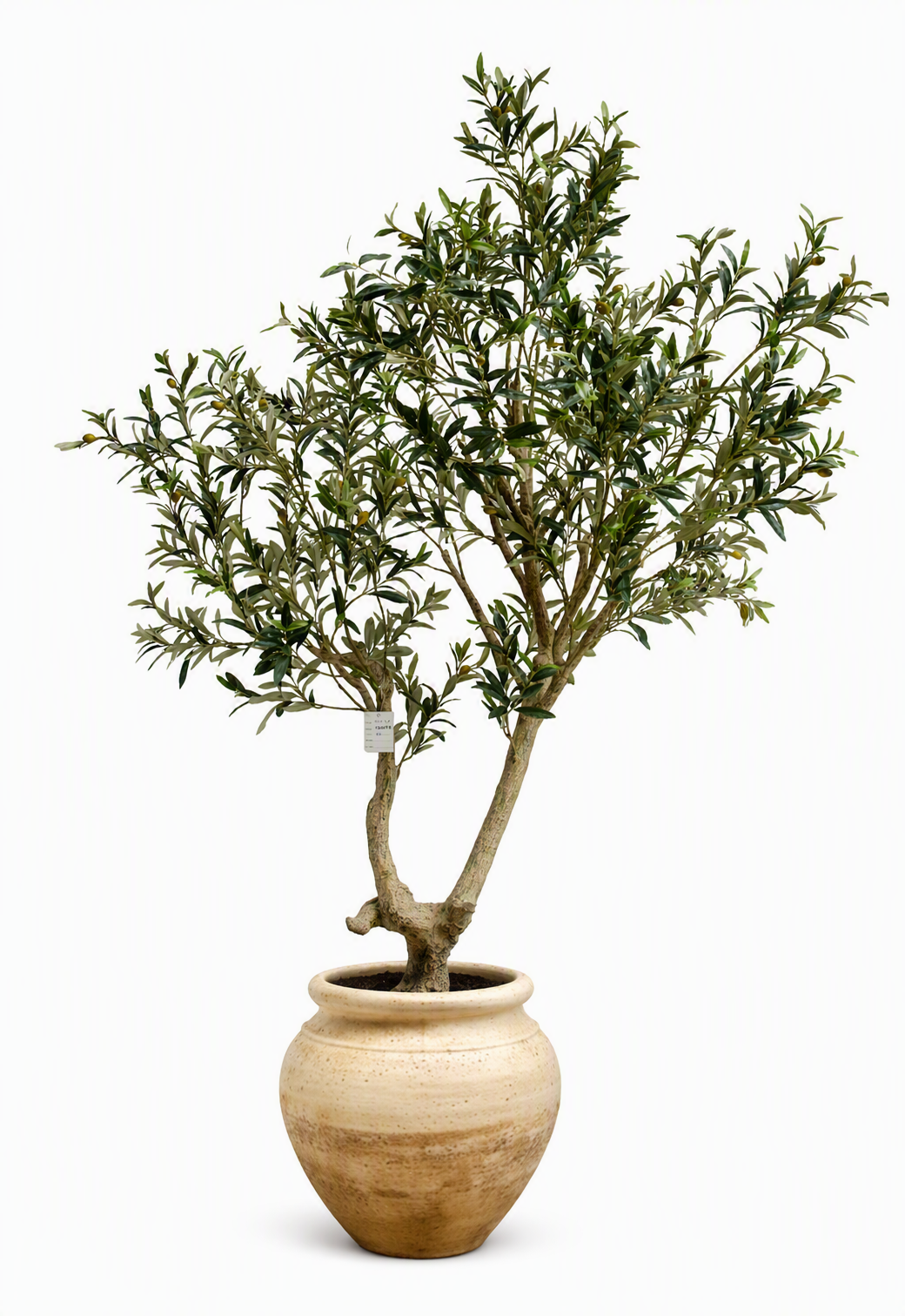 olive