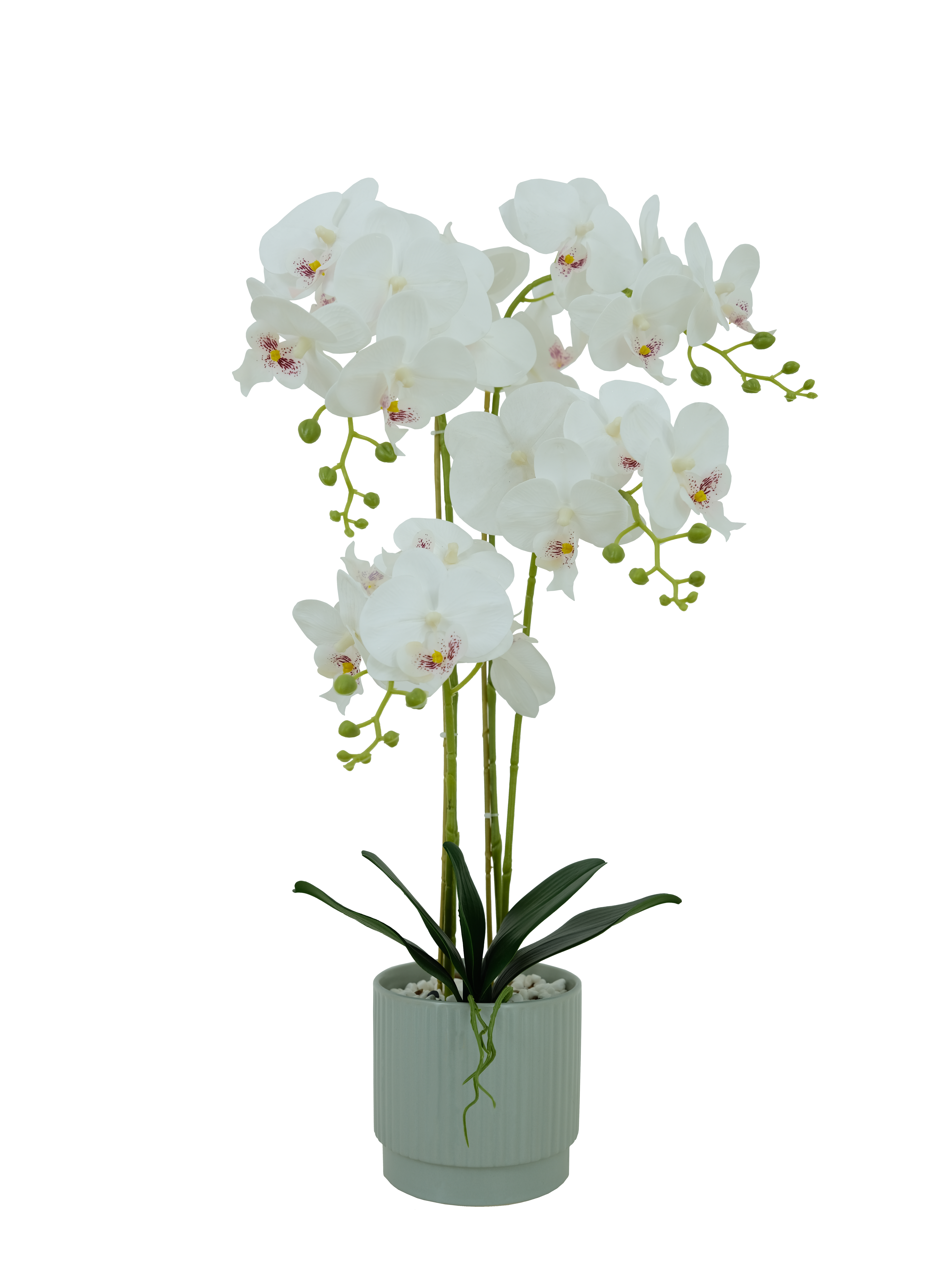orchid
