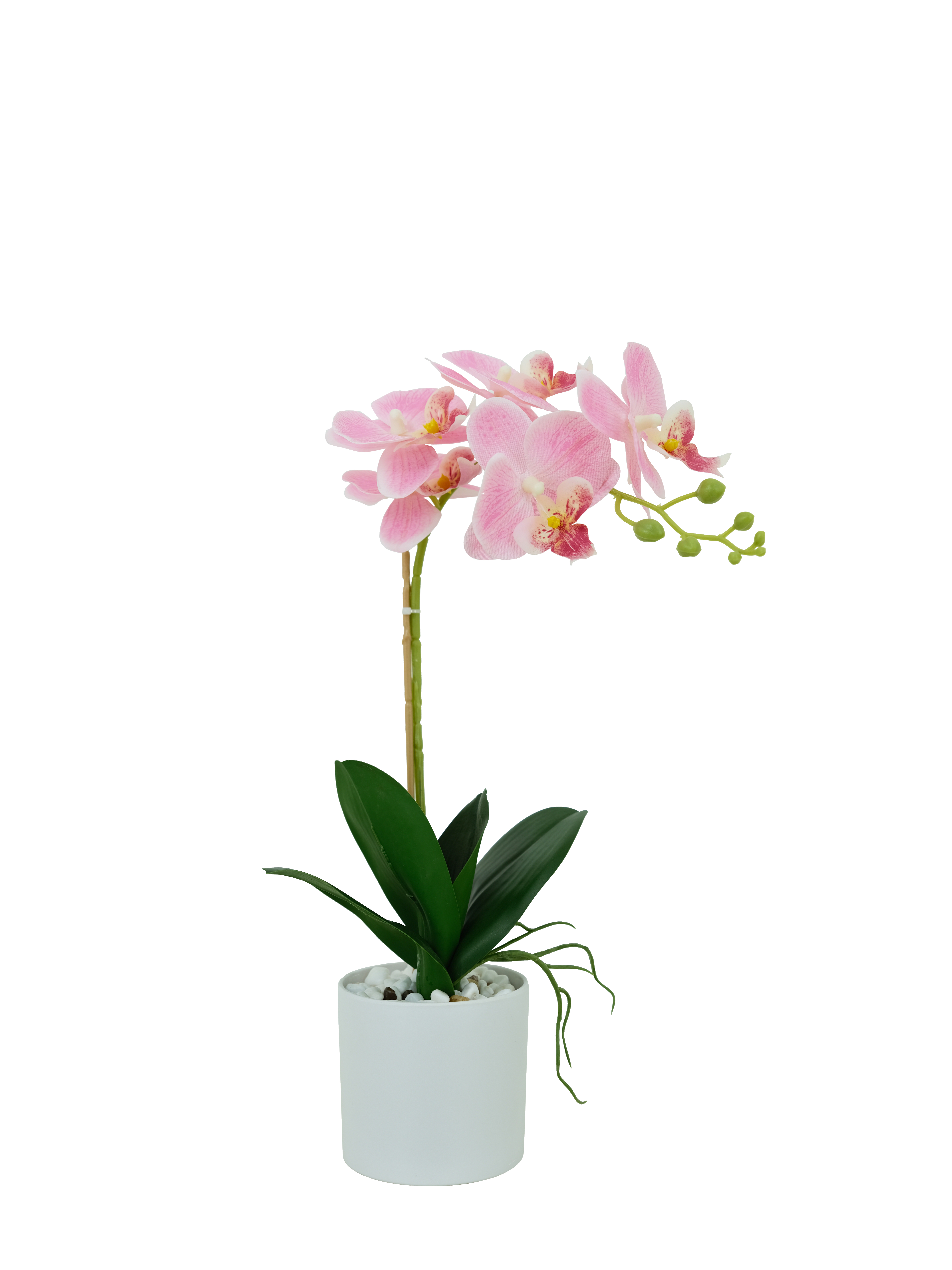 orchid
