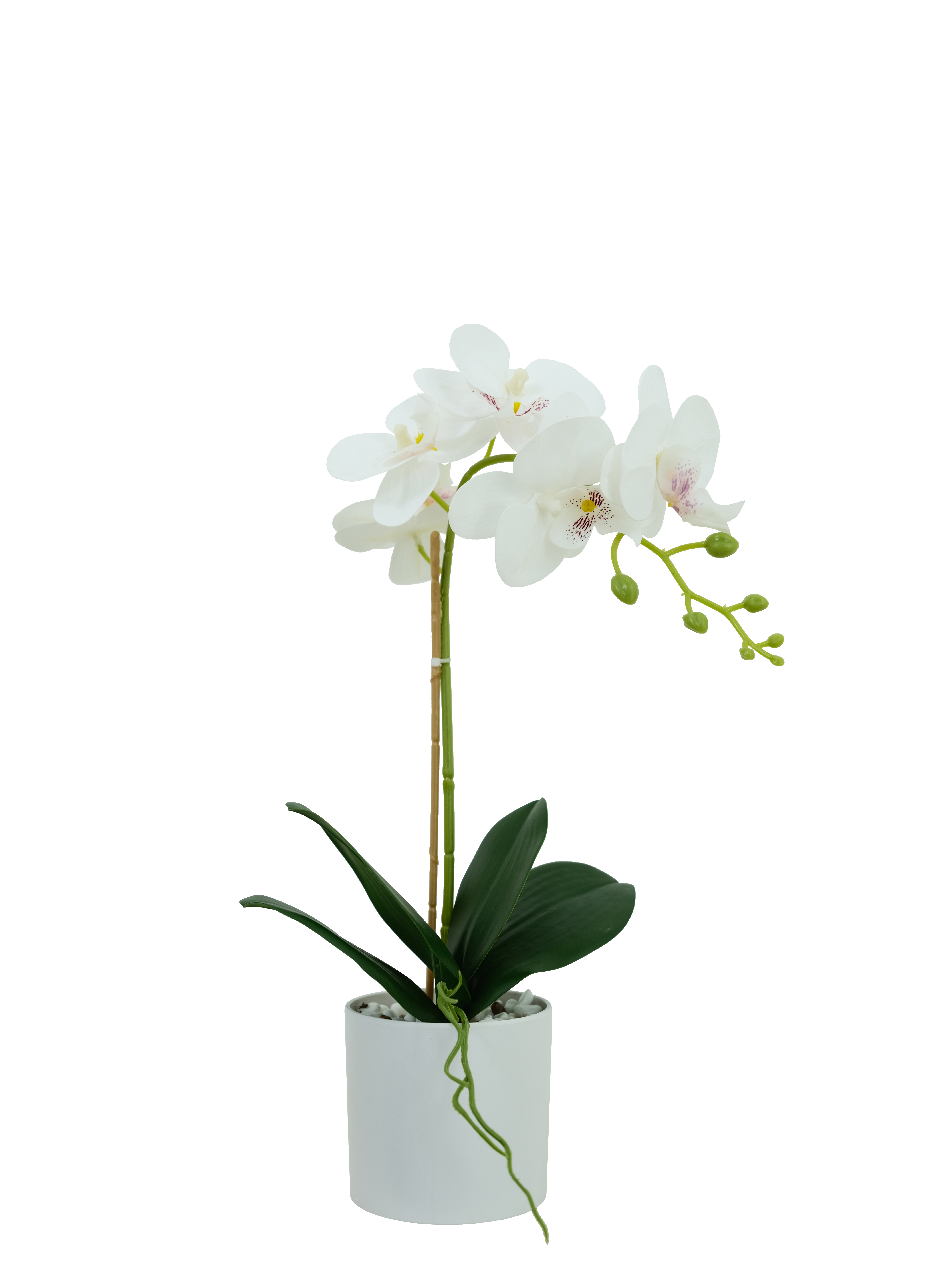 orchid
