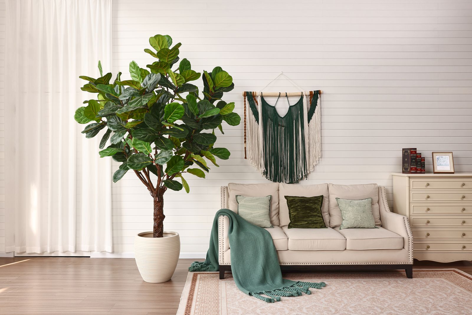Ficus Lyrata in bohemian interior