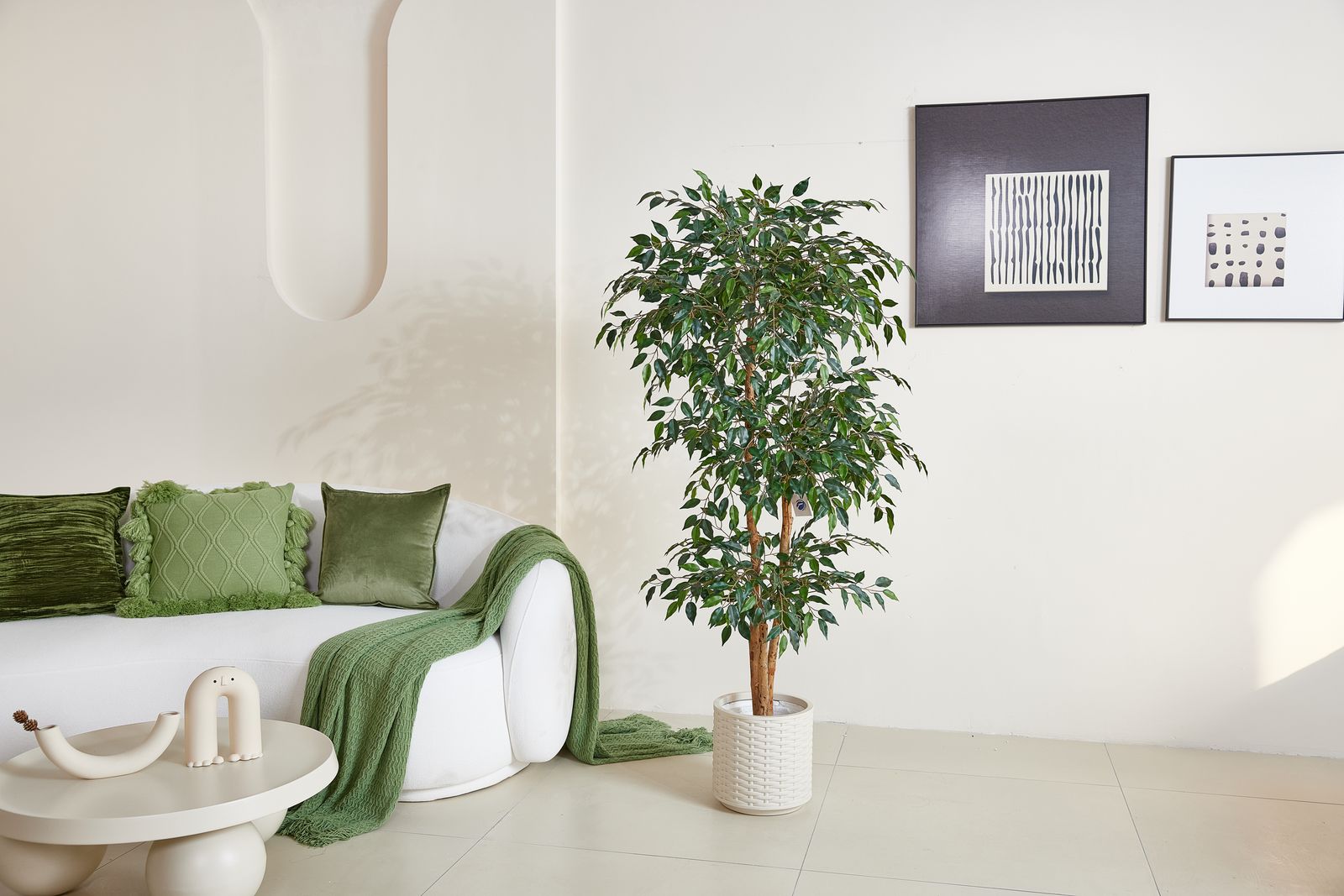 Ficus in contemporary interior